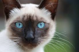 Son gatos muy dinámicos, les gusta mucho jugar y características del gato angora turco. Gatos Siameses Persas Y De Angora Las Mascotas De La Aristocracia