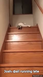 lazy cat going down the stairs on make