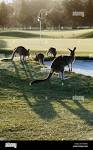 Australia, New South Wales, Eastern Grey Kangaroos on Yamba Golf ...
