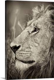 African Lion Majesty Wall Art Canvas