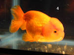 Image result for Goldfish