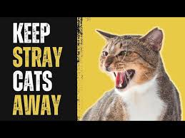 how to get rid of stray cats