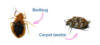 Carpet beetles look very, very different from bed bugs when they are larger. Bugs Mistaken For Bed Bugs How To Get Rid Of Them