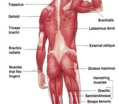 Maybe you would like to learn more about one of these? Muscles Of The Arm And Forearm Diagram Modernheal Com