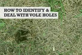 vole holes in yard lawn garden