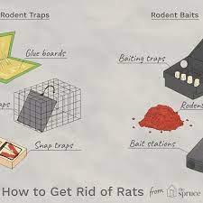 Most common diseases rats spread. How To Get Rid Of Rats The 2 Best Ways