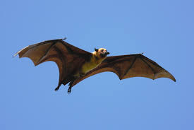 Morcego, o único mamífero terrestre capaz de voar