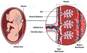 Human Fetus Placenta Anatomy Diagram With All Part Including
