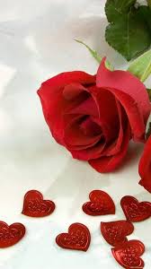 1080x1920 rose love heart flowers