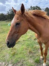 horse les in melbourne region vic