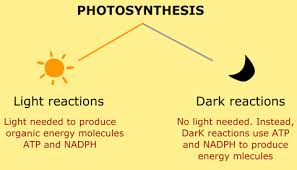 light and dark reactions