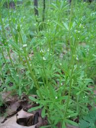 Galium aparine - Michigan Flora