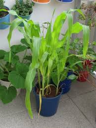 can you grow corn in containers