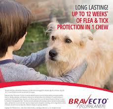 Bravecto Chews For Dogs 9 9 22 Lbs 1 Treatment Orange Box