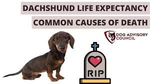 life expectancy of a dachshund common