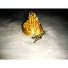 VỎ ỐC MƯỢN HỒN - VỎ LÂU ĐÀI - SIZE NHỎ - Hermit crab shell - Khác
