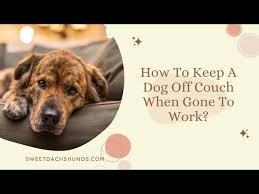 how to keep a dog off couch when gone