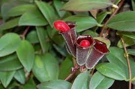 lipstick plant how to care and grow