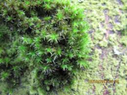 How Tree Moss Could Revolutionize What