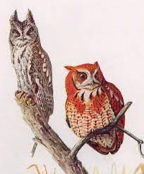 Western Screech Owl Species Page