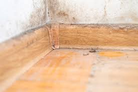 le mold on baseboards what to do