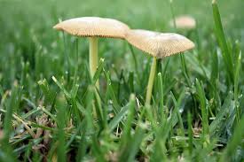 Mushrooms Sprouting In Lawn Or Garden