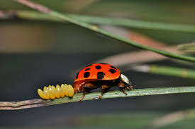 10 fascinating facts about ladybugs