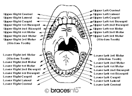 Teeth Diagram Names Schematics Online