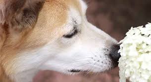 Bloat, joint dysplasia, back problems, allergies and eye problems. Akita Mixes We Show You The Full Range