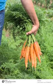 Carrots In A Vegetable Garden A