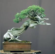 juniper bonsai tree care guide