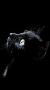 wallpaper iphone cats black cat pet