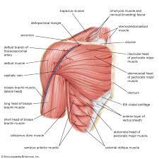 The bursa is a small sac of fluid that cushions and. Human Muscle System The Shoulder Britannica