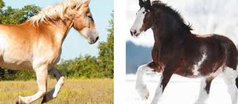 how-much-bigger-is-a-clydesdale-than-a-regular-horse