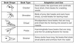 Answers to the beaks of finches lab.pdf, 10.16 mb; 2