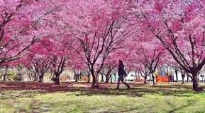 Are the cherry blossoms blooming in NYC?