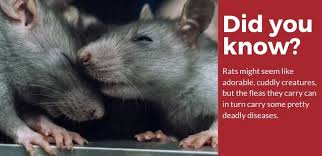 According to the the university of arizona effective methods of roof rat control include exclusion, habitat preventing a rat infestation in your backyard or garden is much simpler than getting rid of them and spending a lot money and energy on this pursuit. How To Get Rid Of Rats Fast 10 Remedies