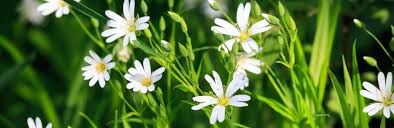 The flowers are very small and upright and white in colour appearing from late spring up to autumn. A Full List Of Annual Garden Weeds Love The Garden