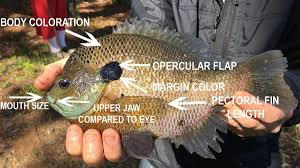 8 Commonly Misidentified Sunfish Species Wired2fish Com