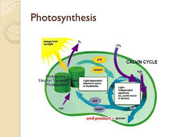 Bio 1 Photosynthesis Diagram Quizlet