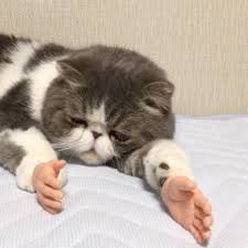 Crying cat, white, cream, cat with hands, hands, cat, cats, kitten, kittens, ginger, cute, adorable, funny, funny cat, green, pop art, comic, comic art, tabby, dog, dogs cat, cats, vaporwave, aesthetic, meme, memes, space, stars, stick figure, funny, hand, hands, cat meme, purple, blue, white, black, graphic. Grey And White Cat Getting Sad Cats With Prosthetic Hands Know Your Meme
