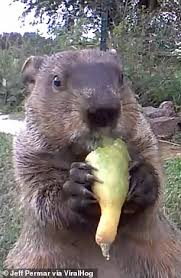 When their population surge, these pests will damage food plots. Greedy Groundhog Chunk Stares Down The Camera After Being Stealing Vegetables From Family S Patch Daily Mail Online