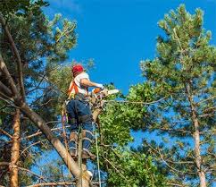 In order to apply to become a certified arborist, applicants must fulfill at least one of the following requirements. About Beaver Tree Service Inc Magnolia Tx Arborist