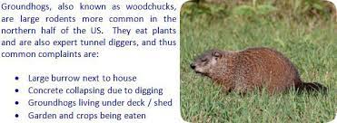 how to get rid of groundhogs