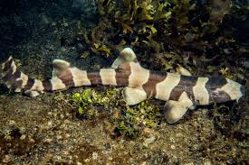 longtail carpet sharks sea life hanover