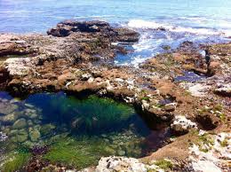Kapoho Tide Pools Tide Pools And Plants Walsall Home And