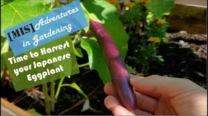 when how to harvest anese eggplant