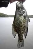 Image result for Iowa crappie fishing report