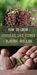 how to grow chocolate lace flower