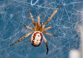 le false widow spiders prey upon